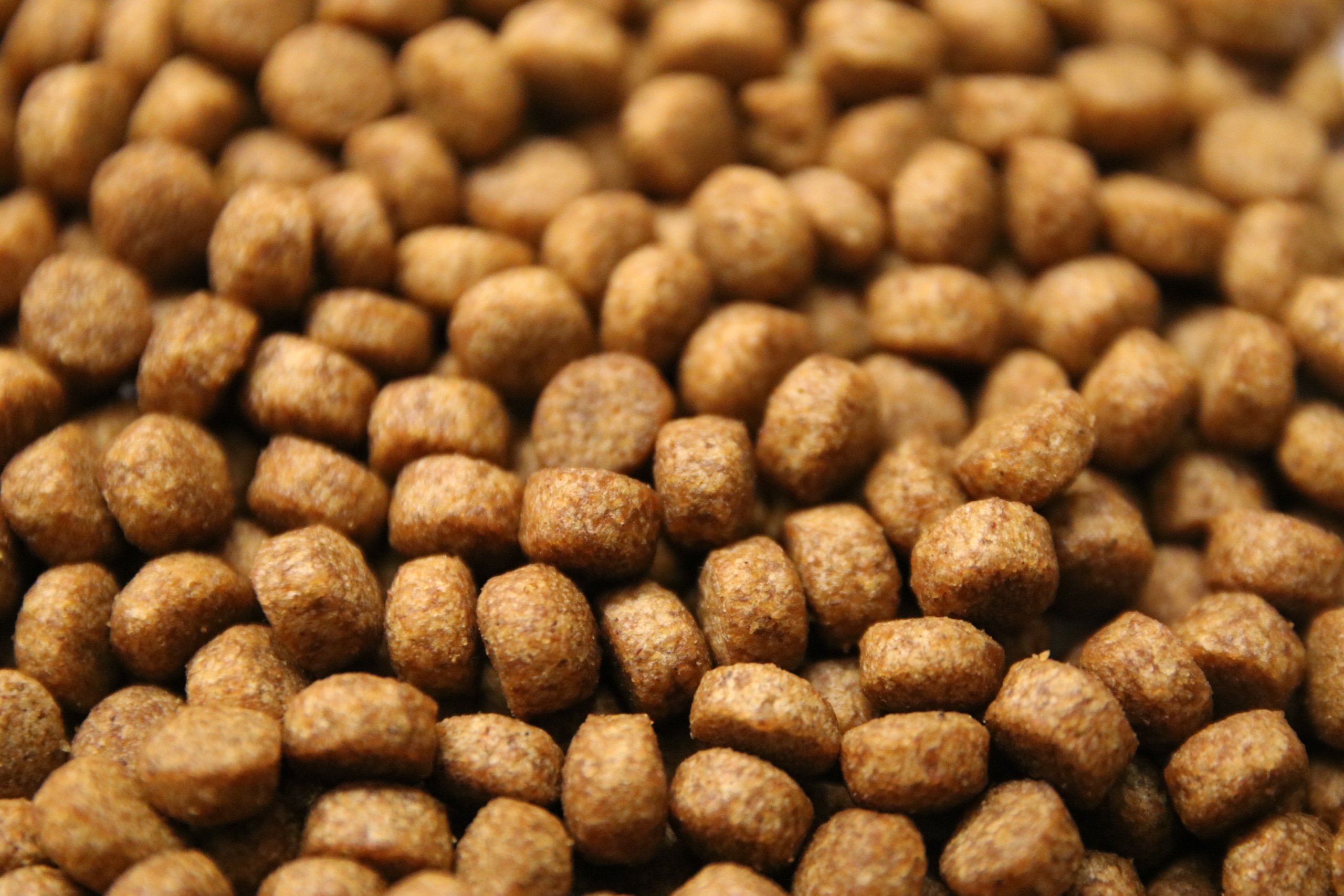 Aliments pour l’aquaculture